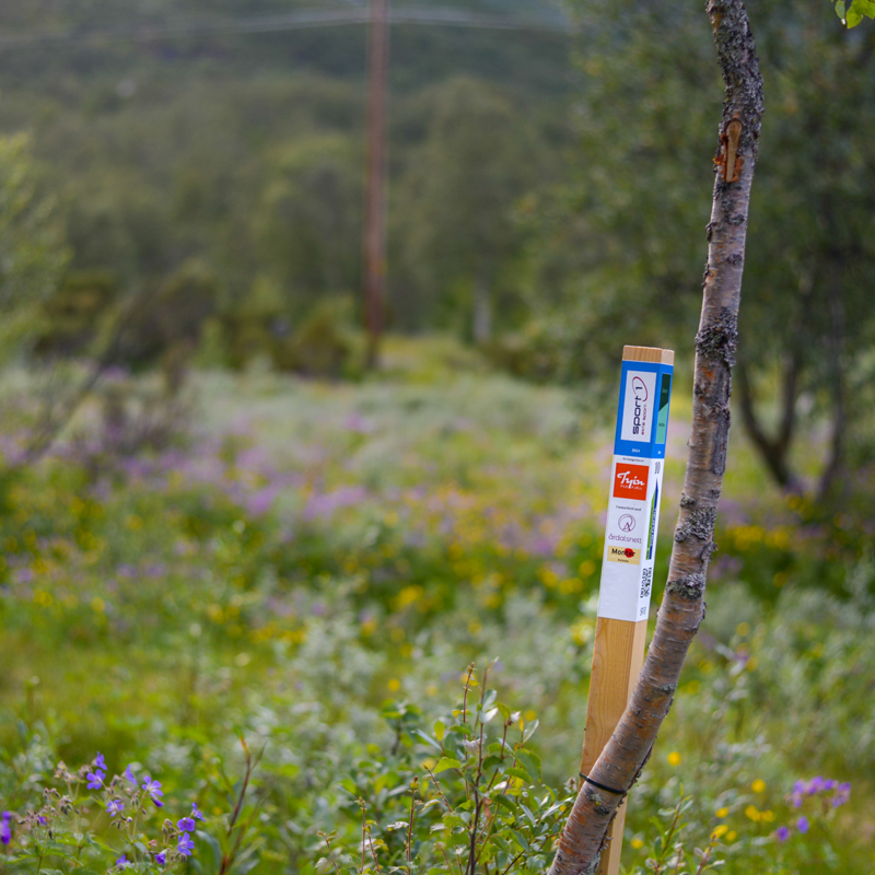 Stolpejakten Tyin Filefjell - Tyin Filefjell