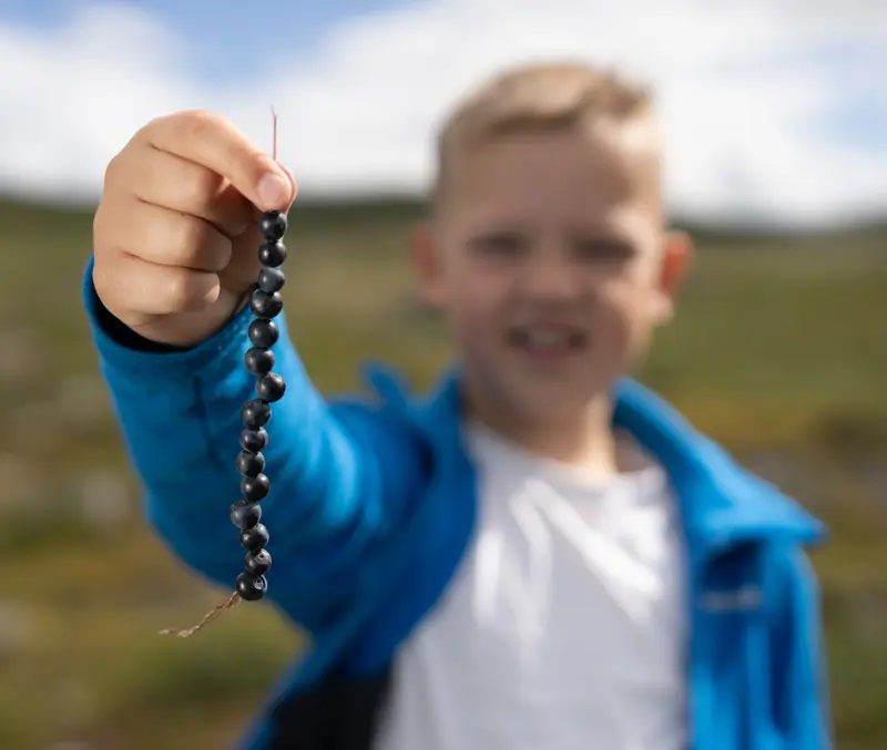 Young boy picking blueberries on a straw