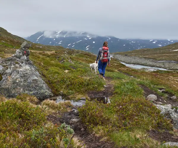 Hiker in Mjølkedalen, on the way to Mjølkedalsbreen