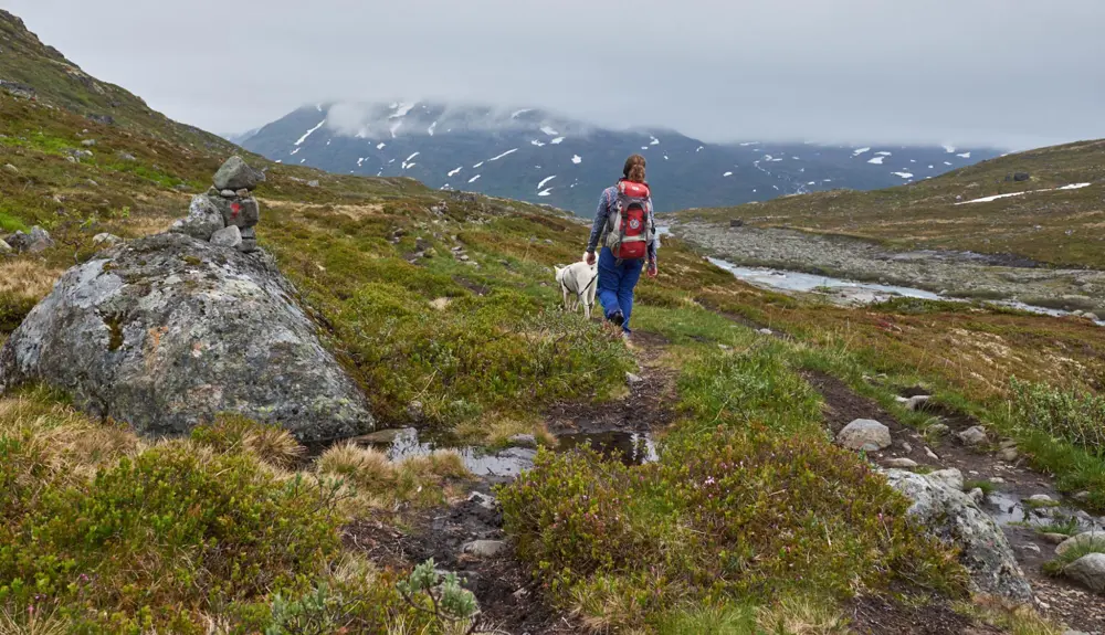 Hiker in Mjølkedalen, on the way to Mjølkedalsbreen