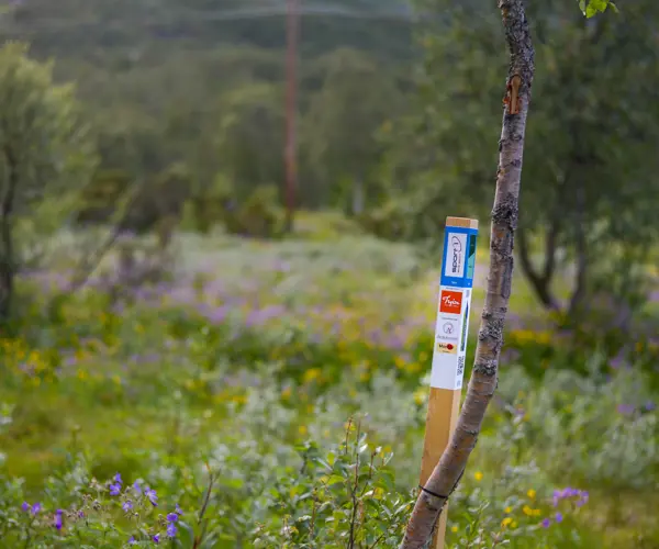 Stolpe i Stolpejakten plassert i vakre omgivelser på Tyin Filefjell